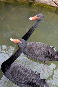 Black Swans -